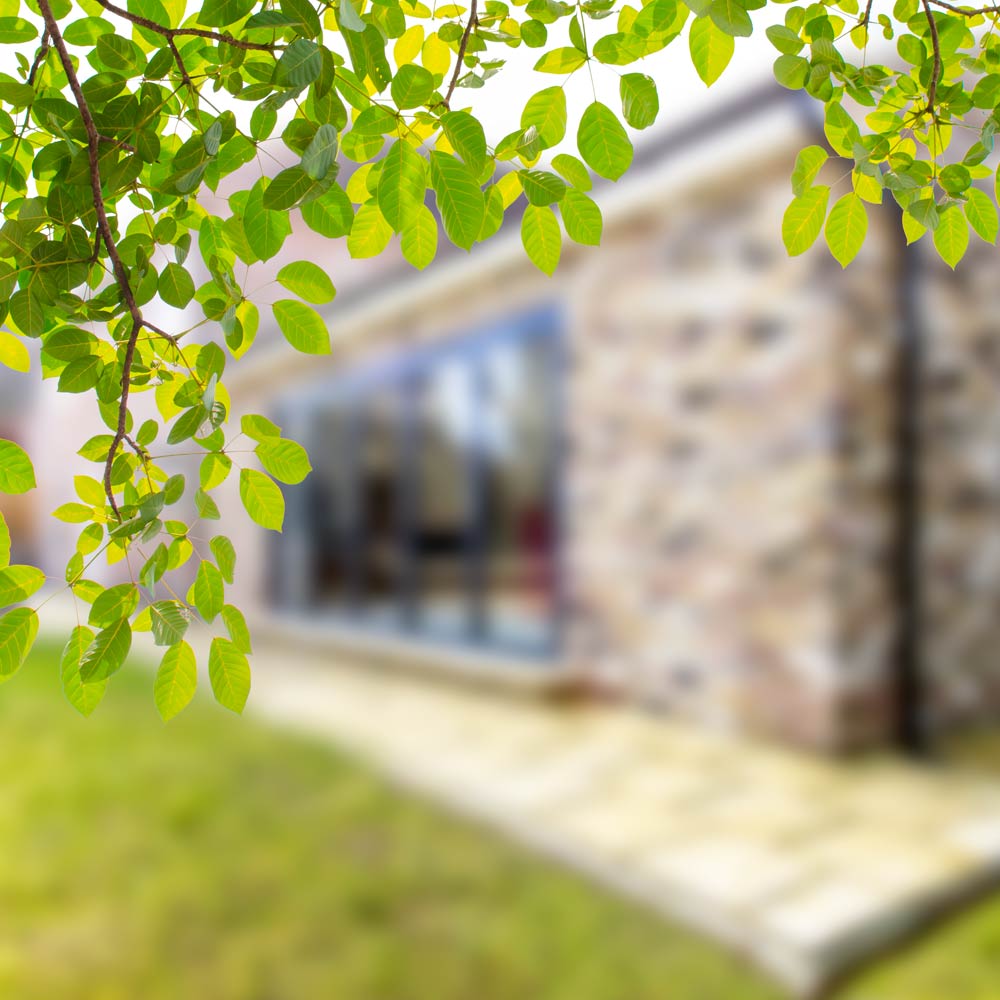 Photo of green leaves in front of a house extension